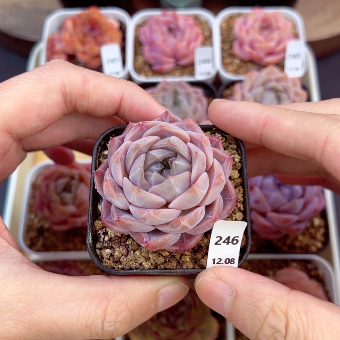 好好看246、哈哈哈哈