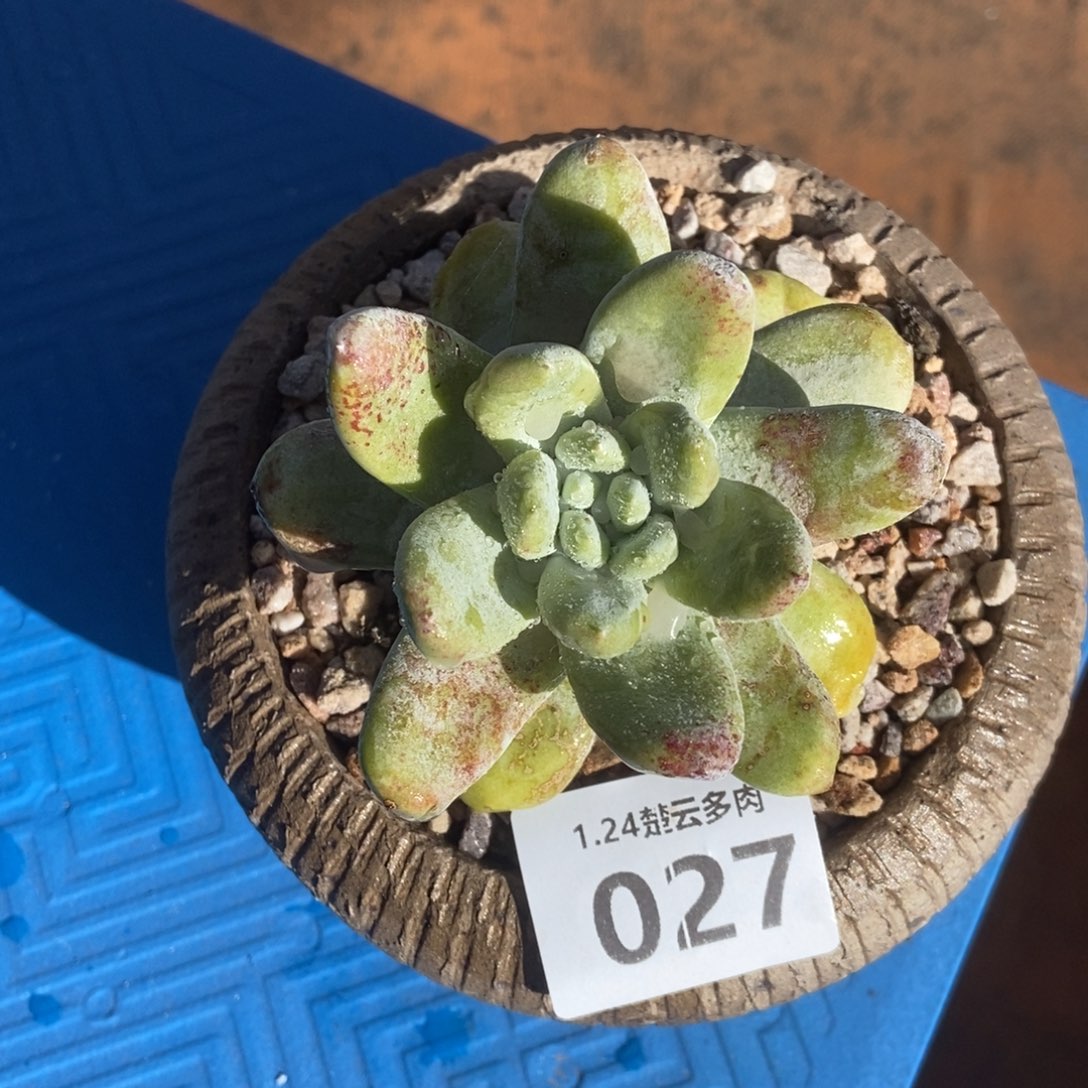 027玫瑰红拇指多肉植物