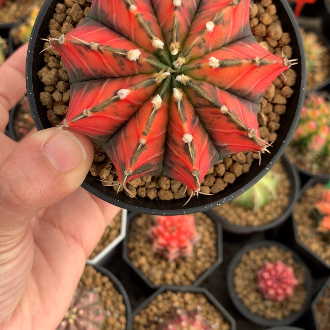 小****c仙人球米哈牡丹锦