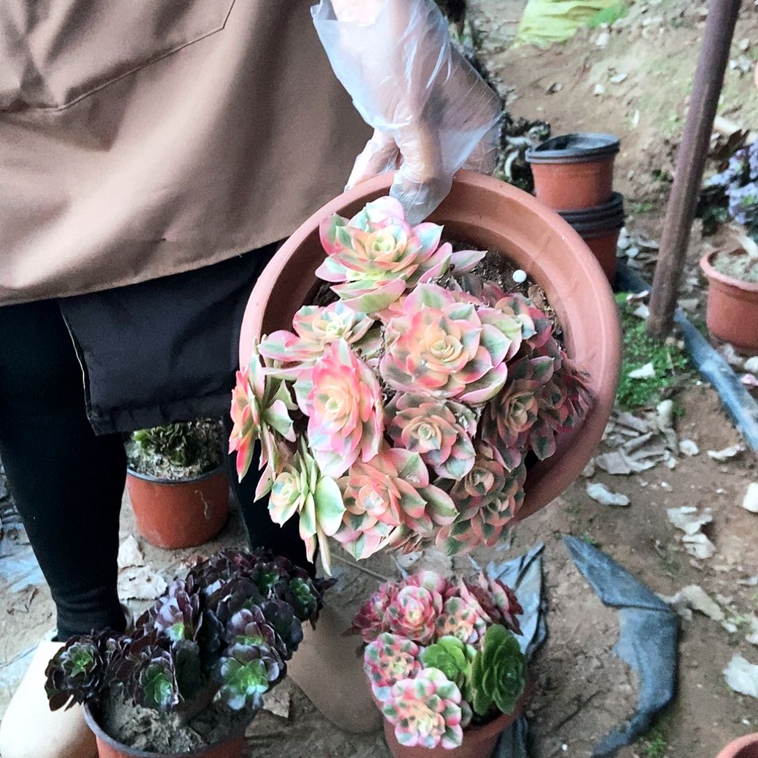 膨***虎023荔枝啊阿啊阿啊阿啊