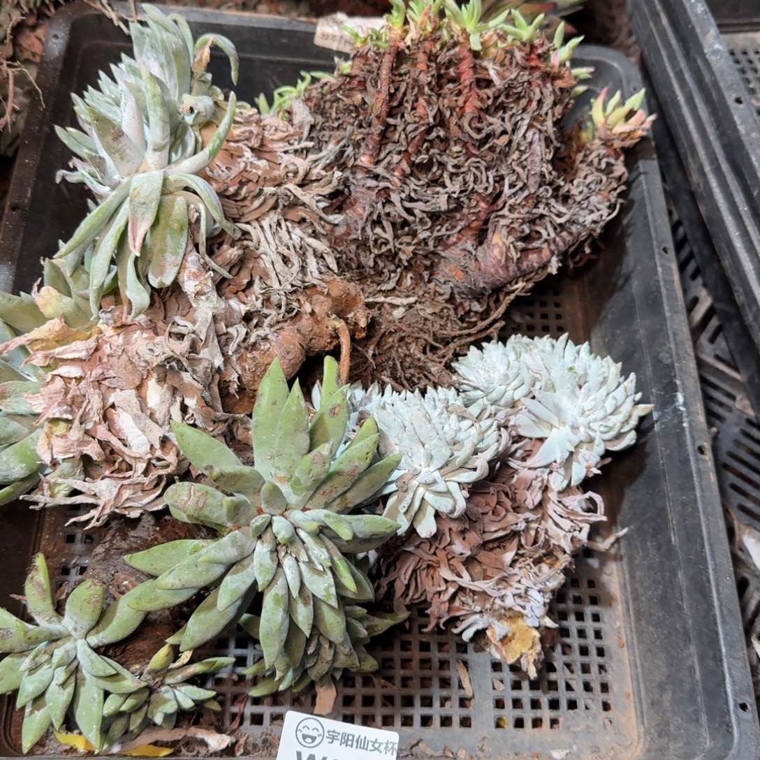 8278瑕疵框拍不售后