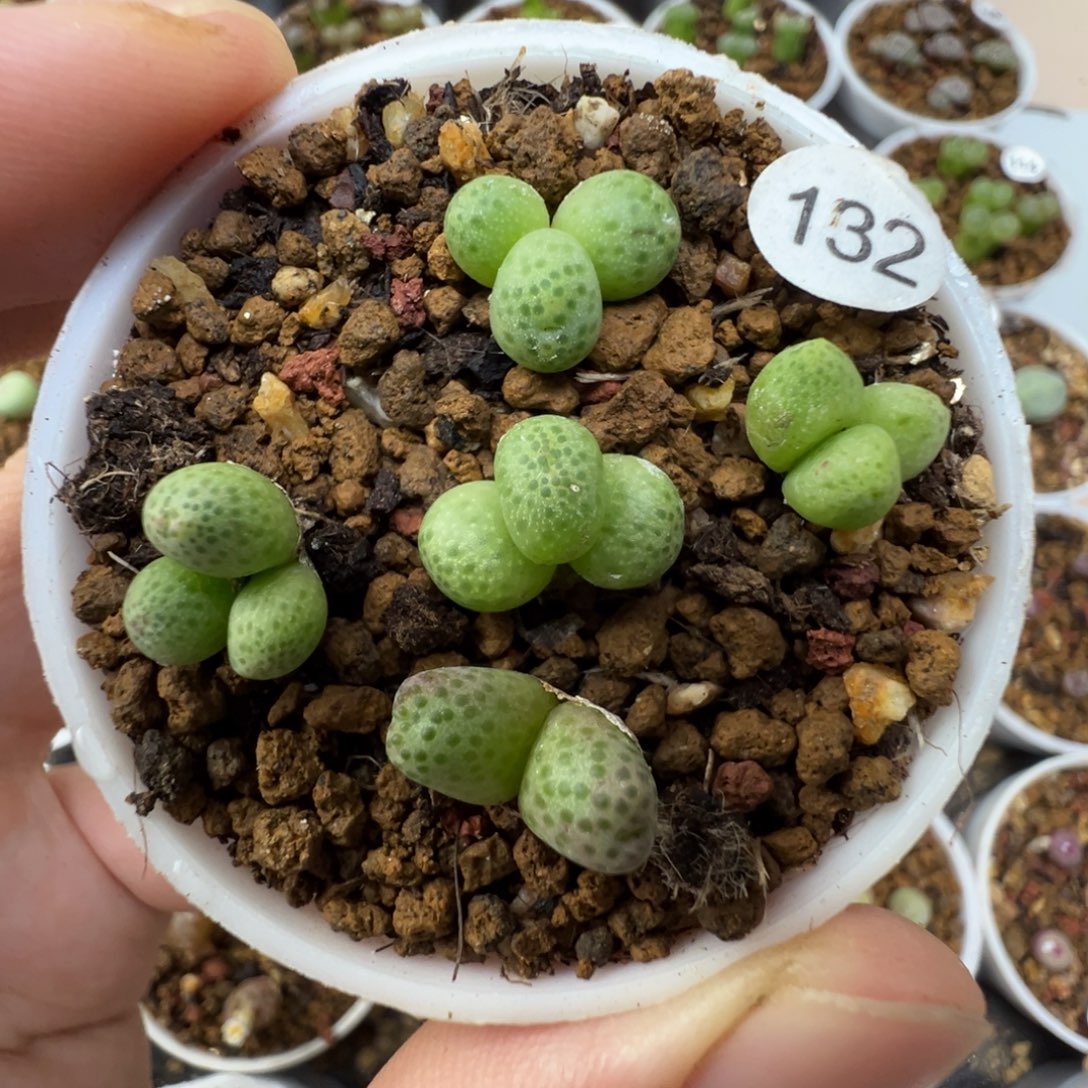 草莓一颗脱土1320000