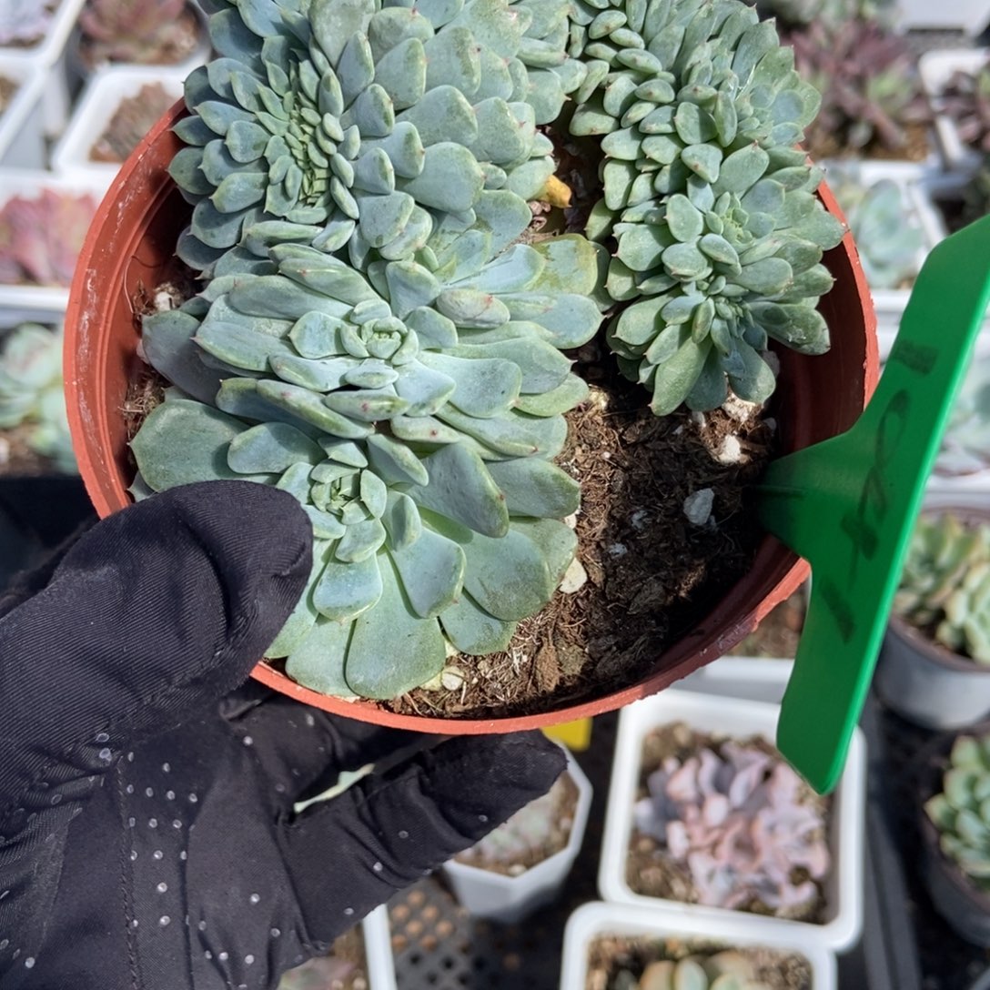 1041白胖子缀多肉植物