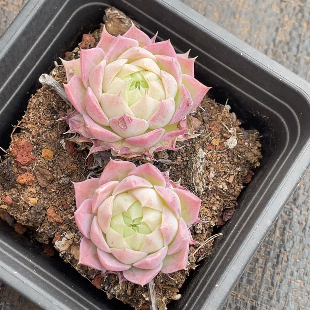 百媚双头9公分左右