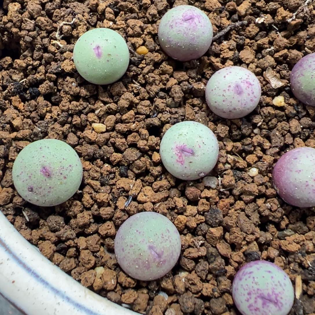 12-25量拍m3大型红嘴2颗