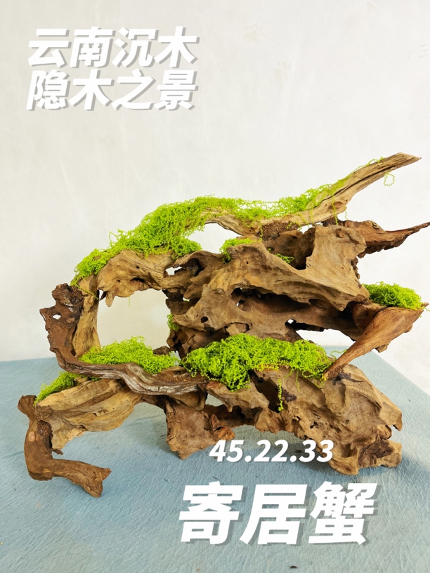 沉木寄居蟹造景房子