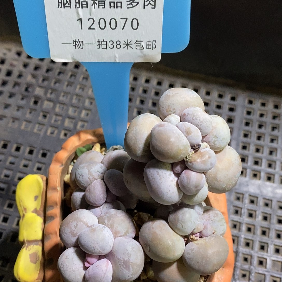 120070啦木架咯舞台