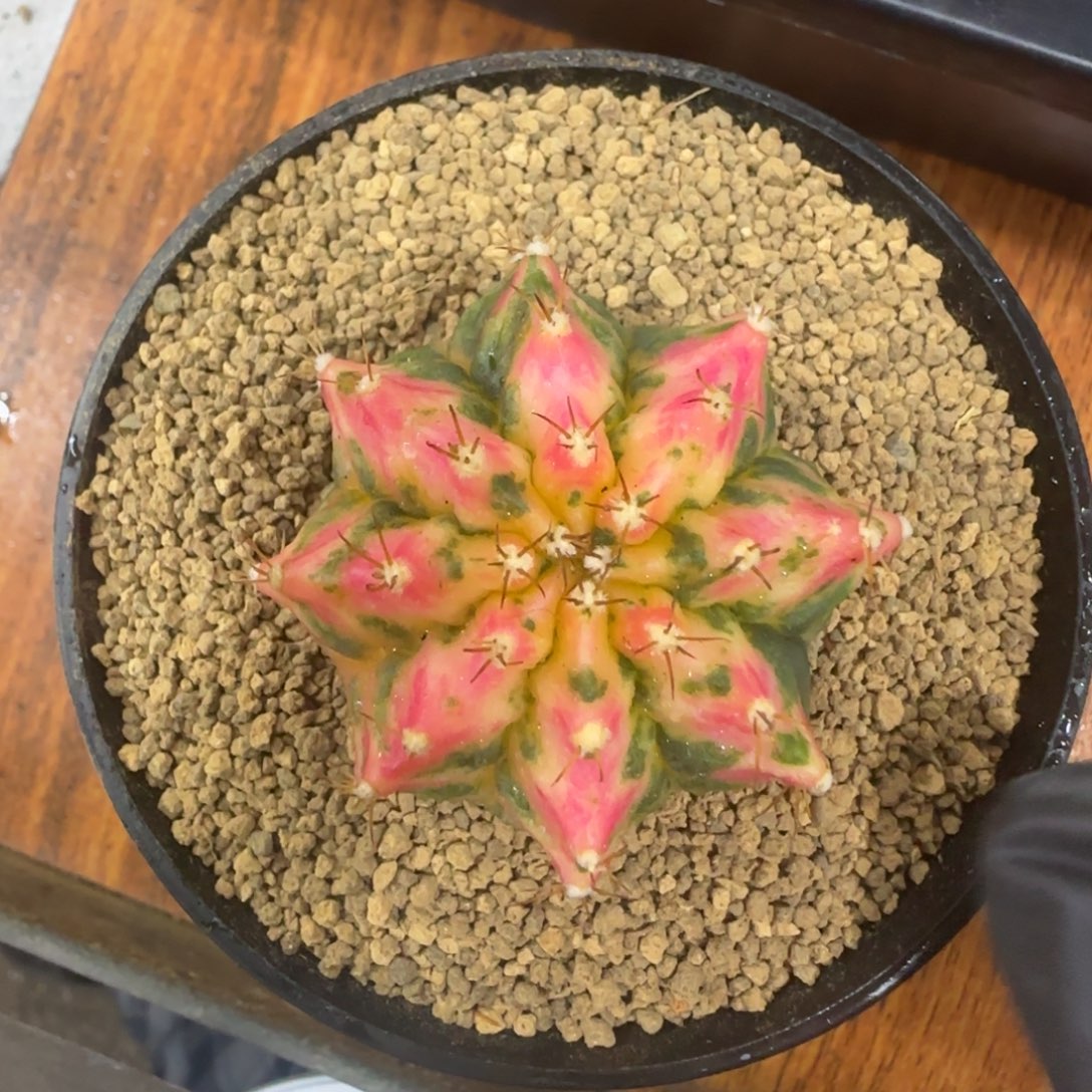 泰系实生海神锦带盆土发货