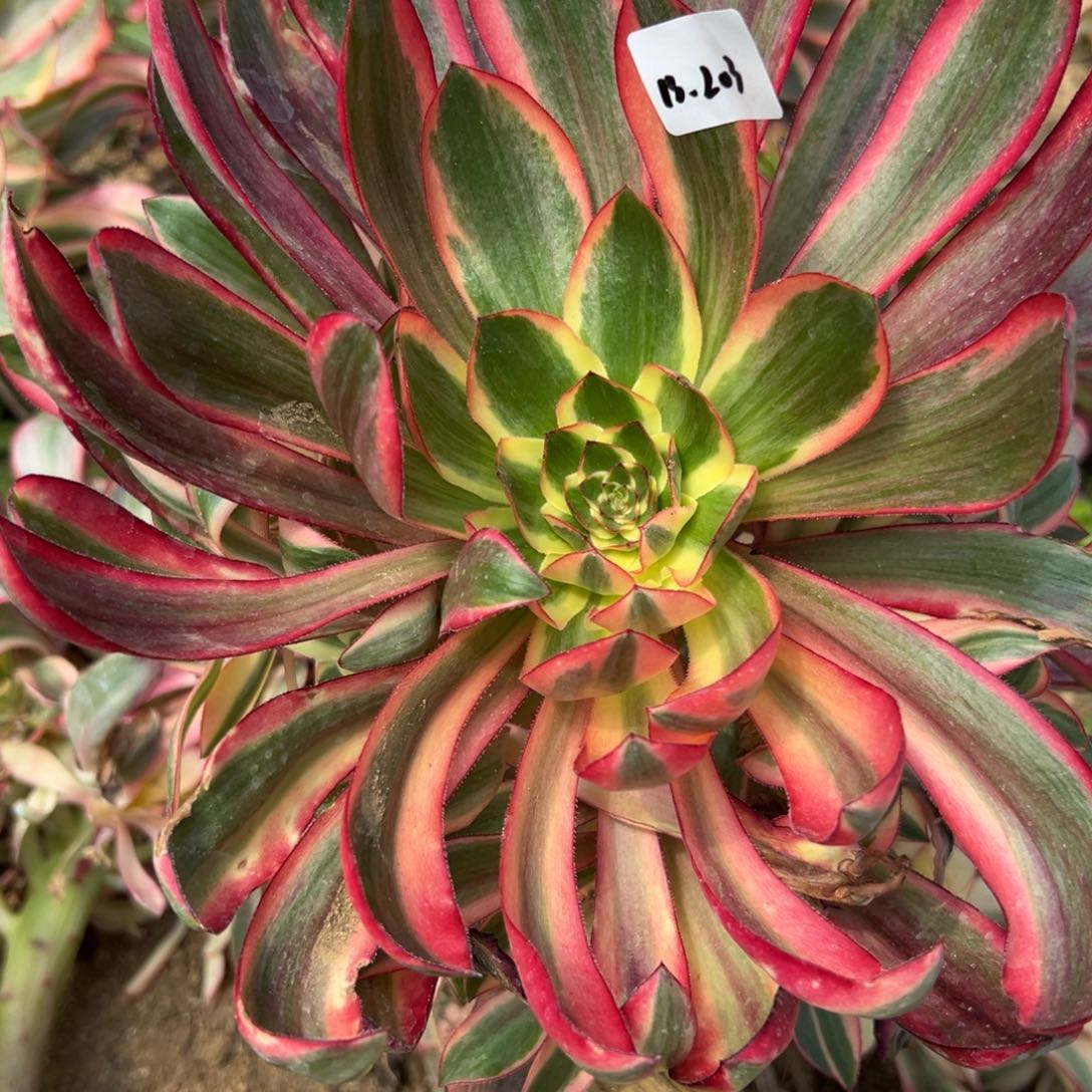 203红魔女多肉多肉