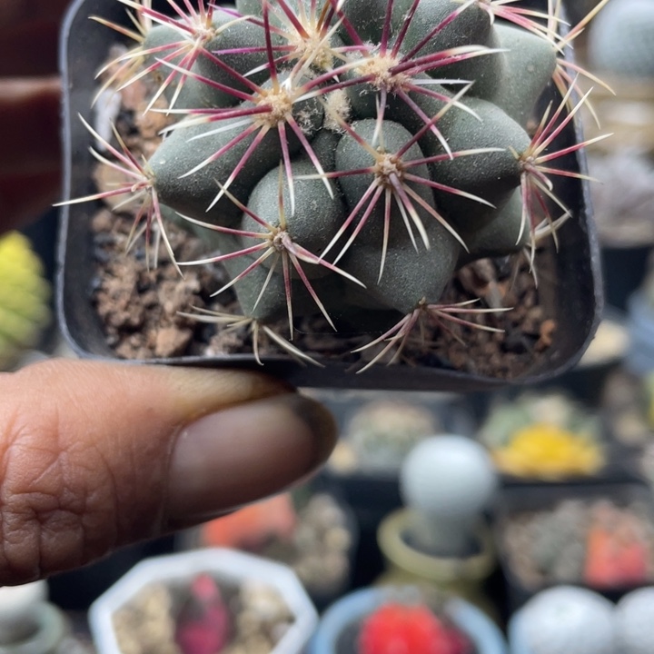 实生菲冠龙一颗包邮