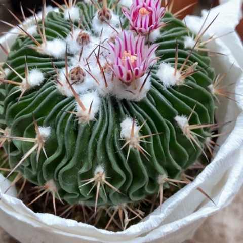 多了玉仙人球8米香入味