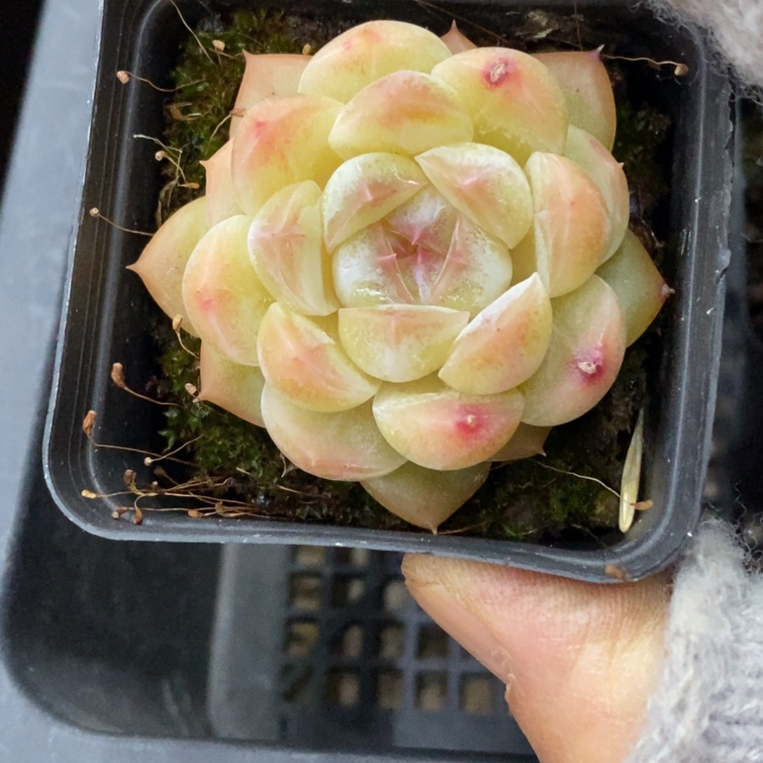 精品多肉一物拍不包整191