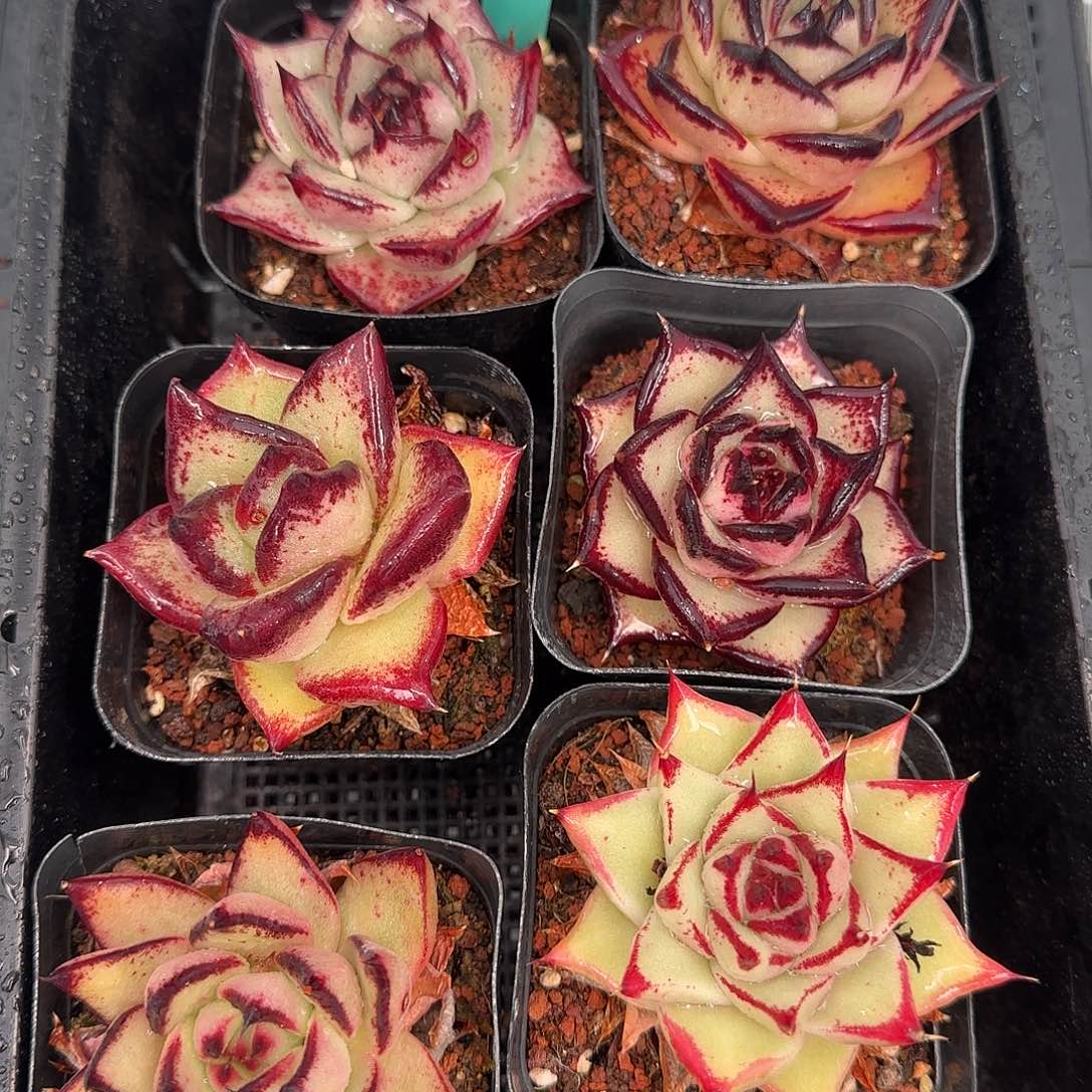 从前慢花园精选0116-45