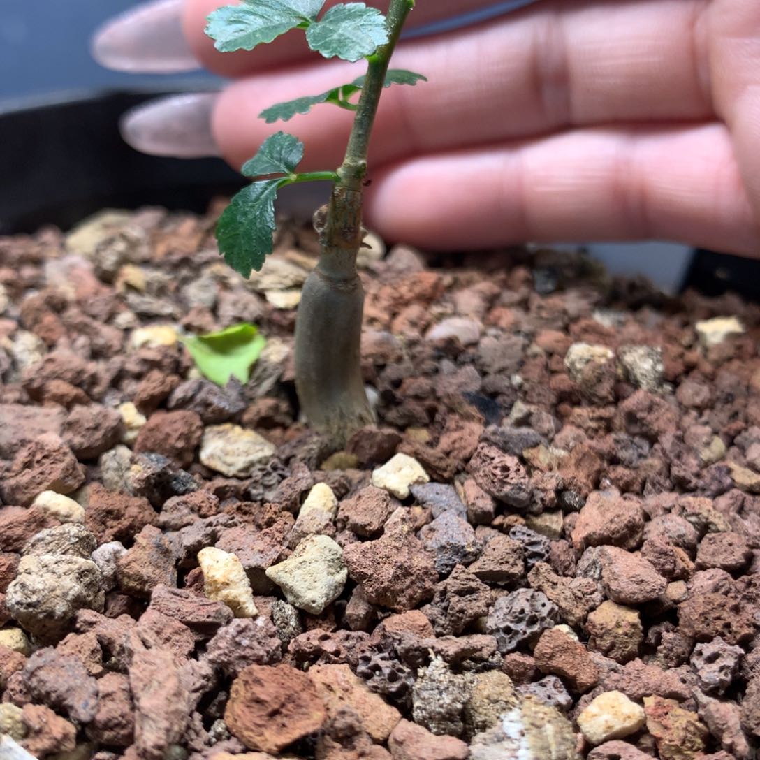 好望角橄榄实生小苗