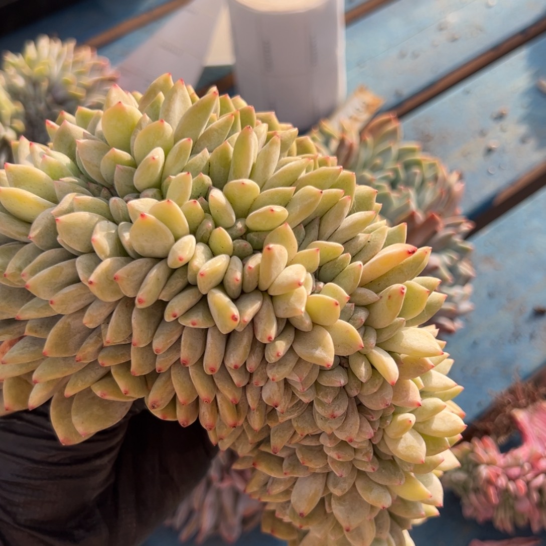 1***3微瑕疵不售后呀呀呀呀呀