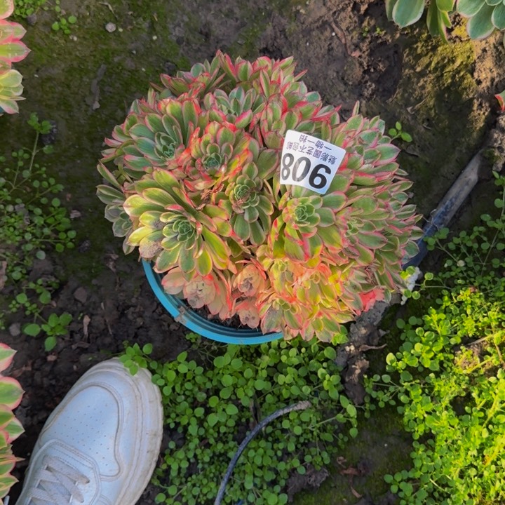 海王花27-18包邮花花