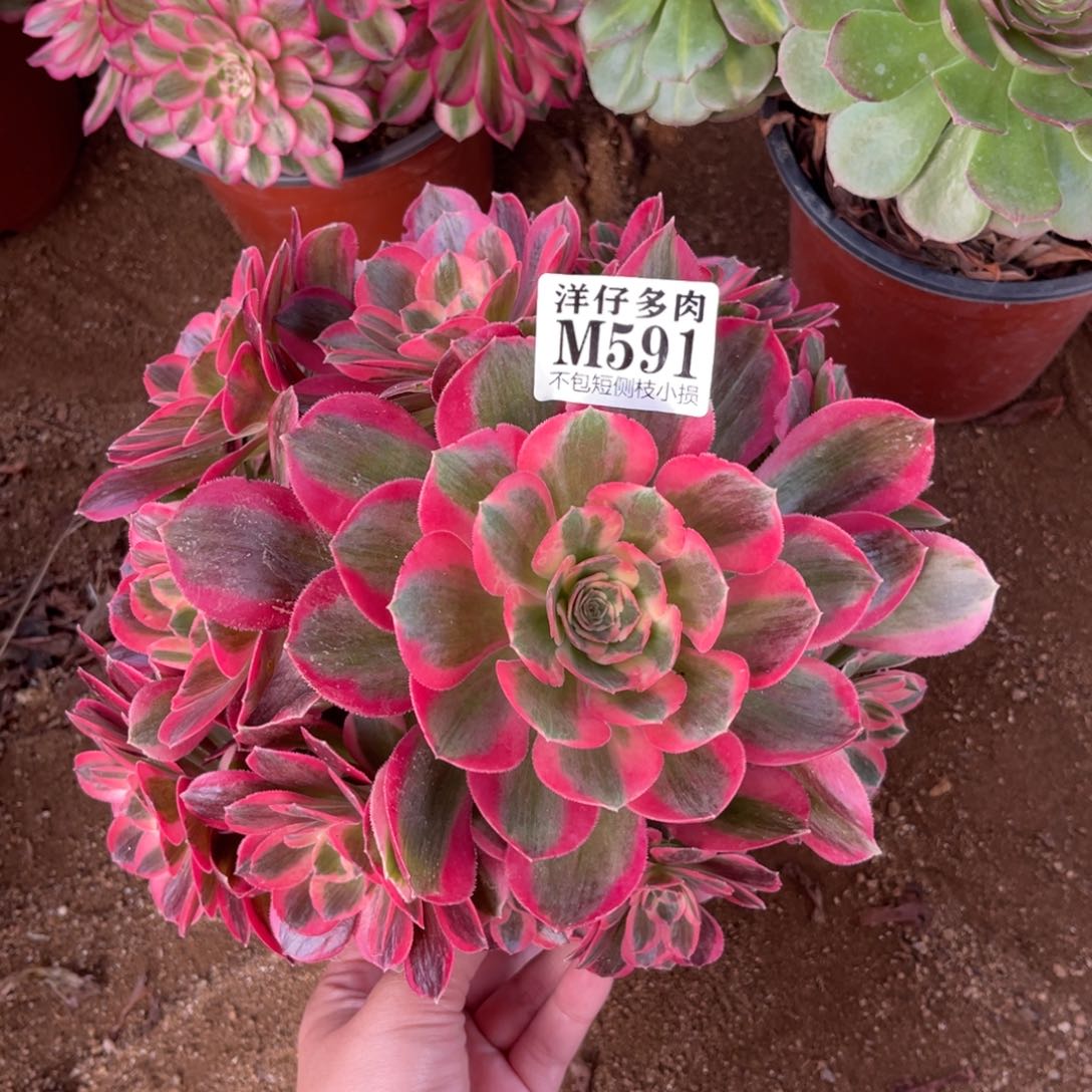 591粉女郎 冠幅20左右