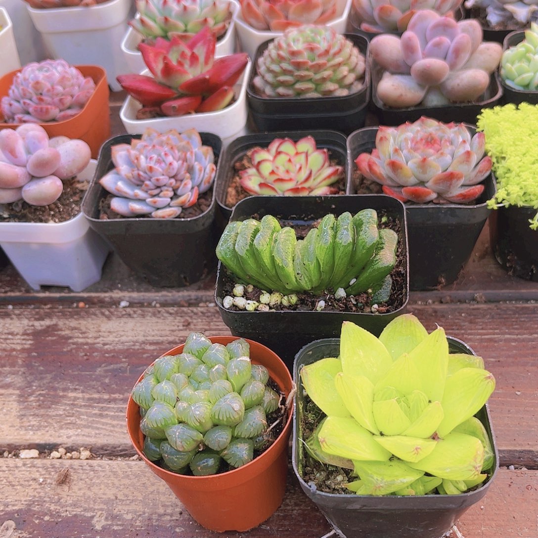 玉扇➕黄金雨露➕姬雨露