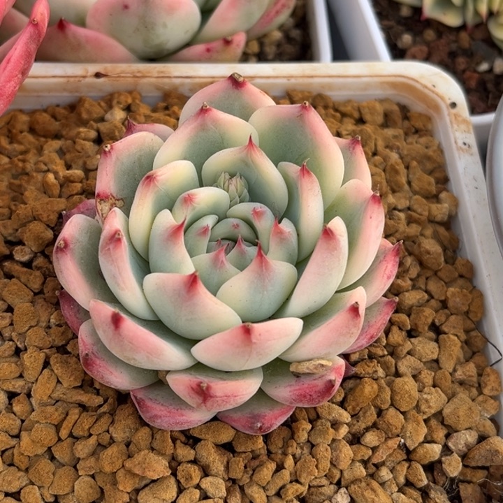 吉娃娃锦一颗价格发货