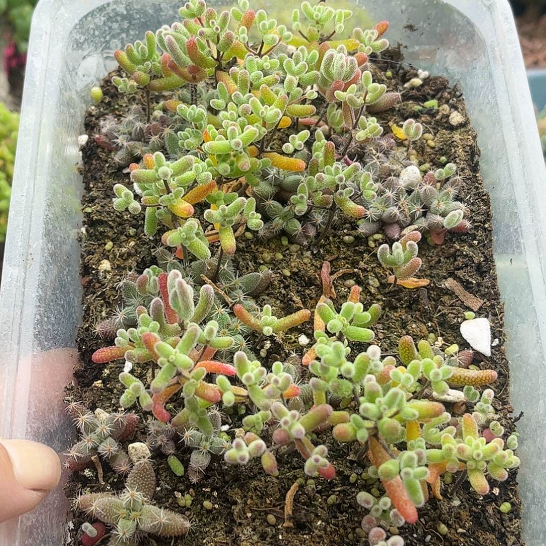 10混播切糕有实生冰晶优选