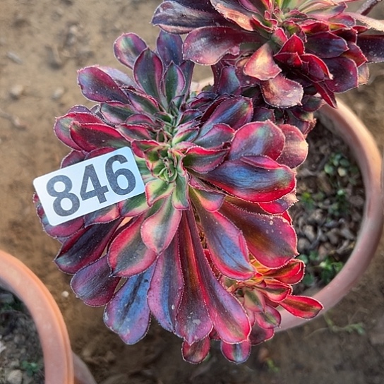 扭***坤多肉植物一个香846