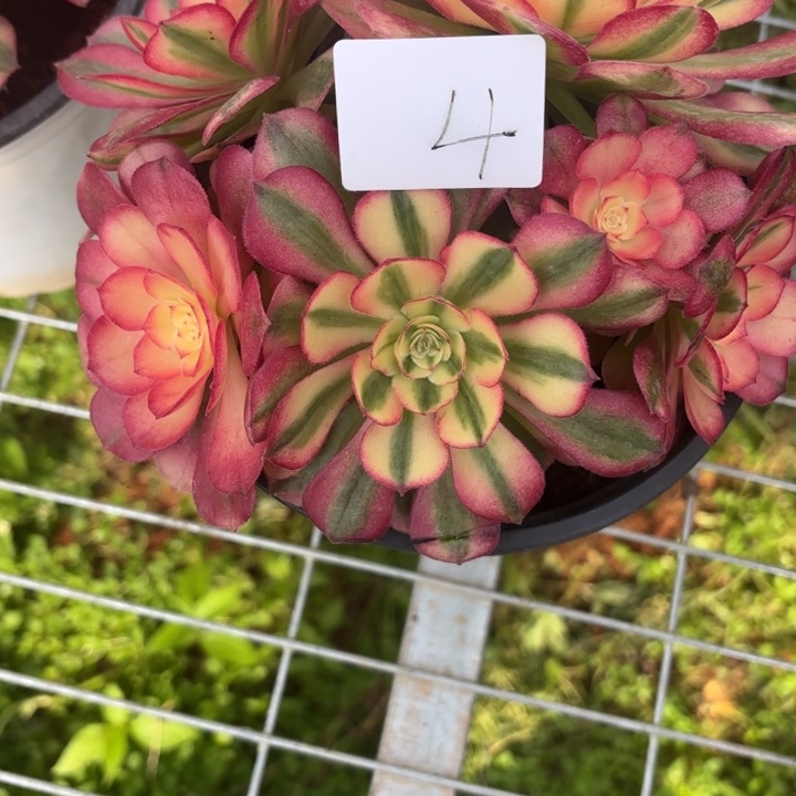 云南荔枝好看4号拍拍