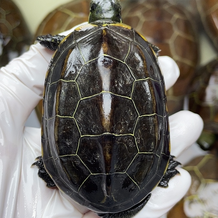 中华草龟公苏北金线草龟外塘龟