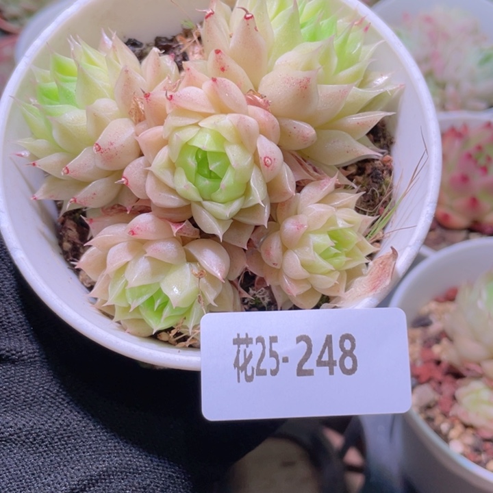 花利美25-248麦秆
