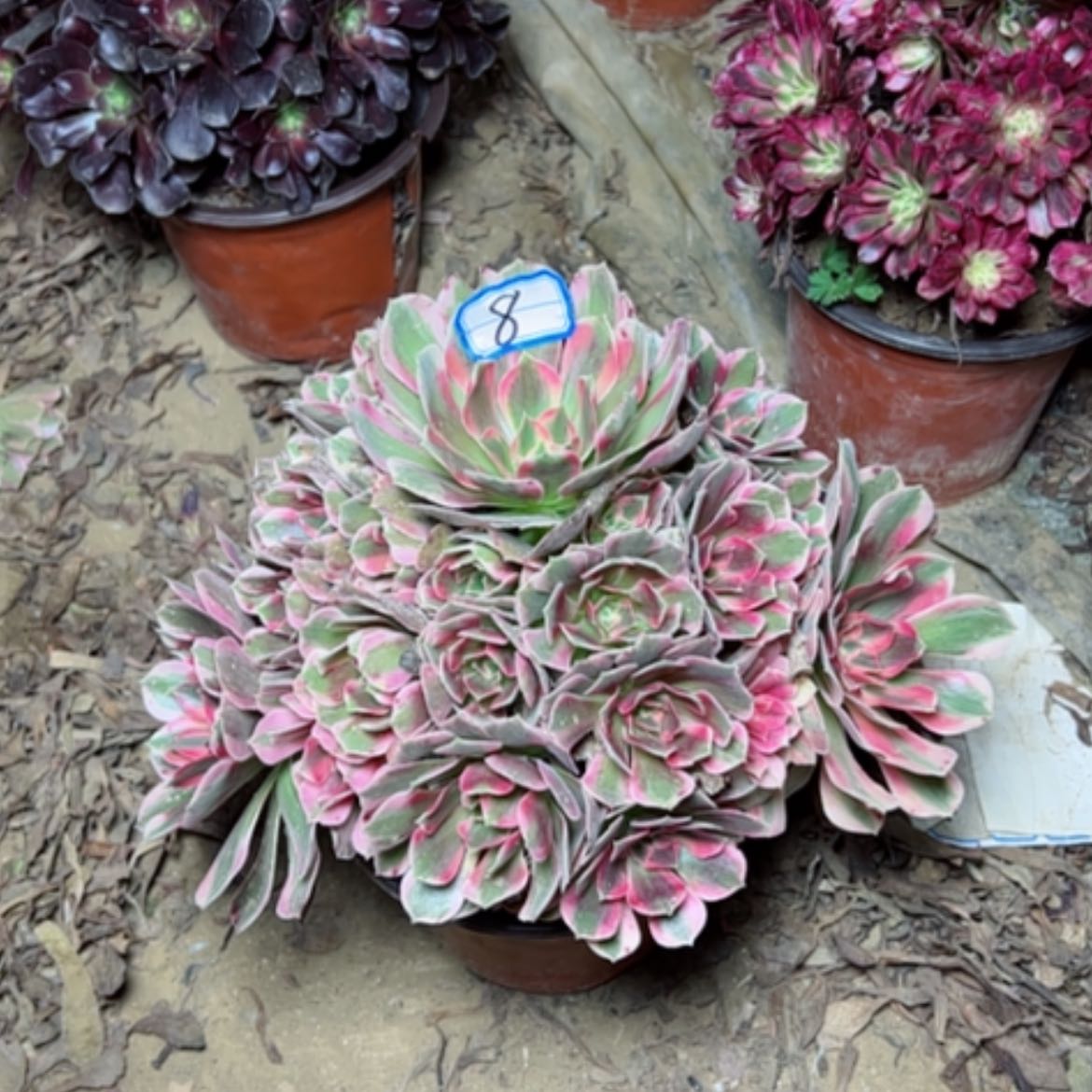 【闪购商品】雨*粉妖月8