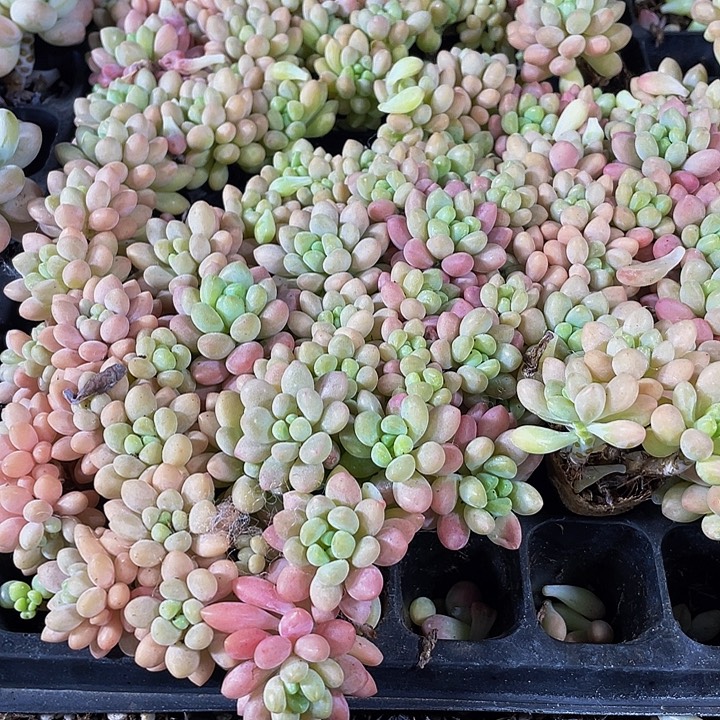 小鱼子酱1元带土发货