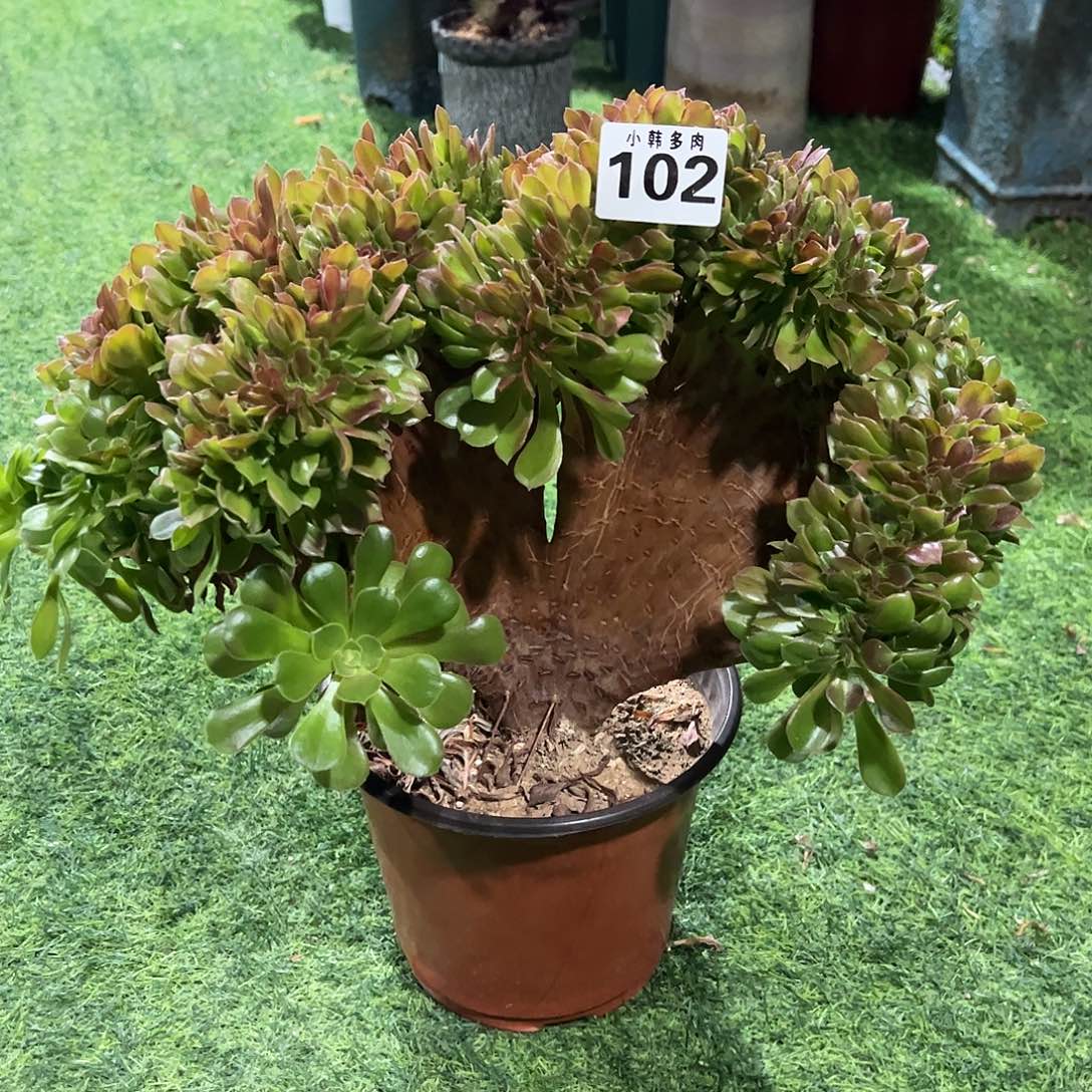 102韶秀缀化法师一