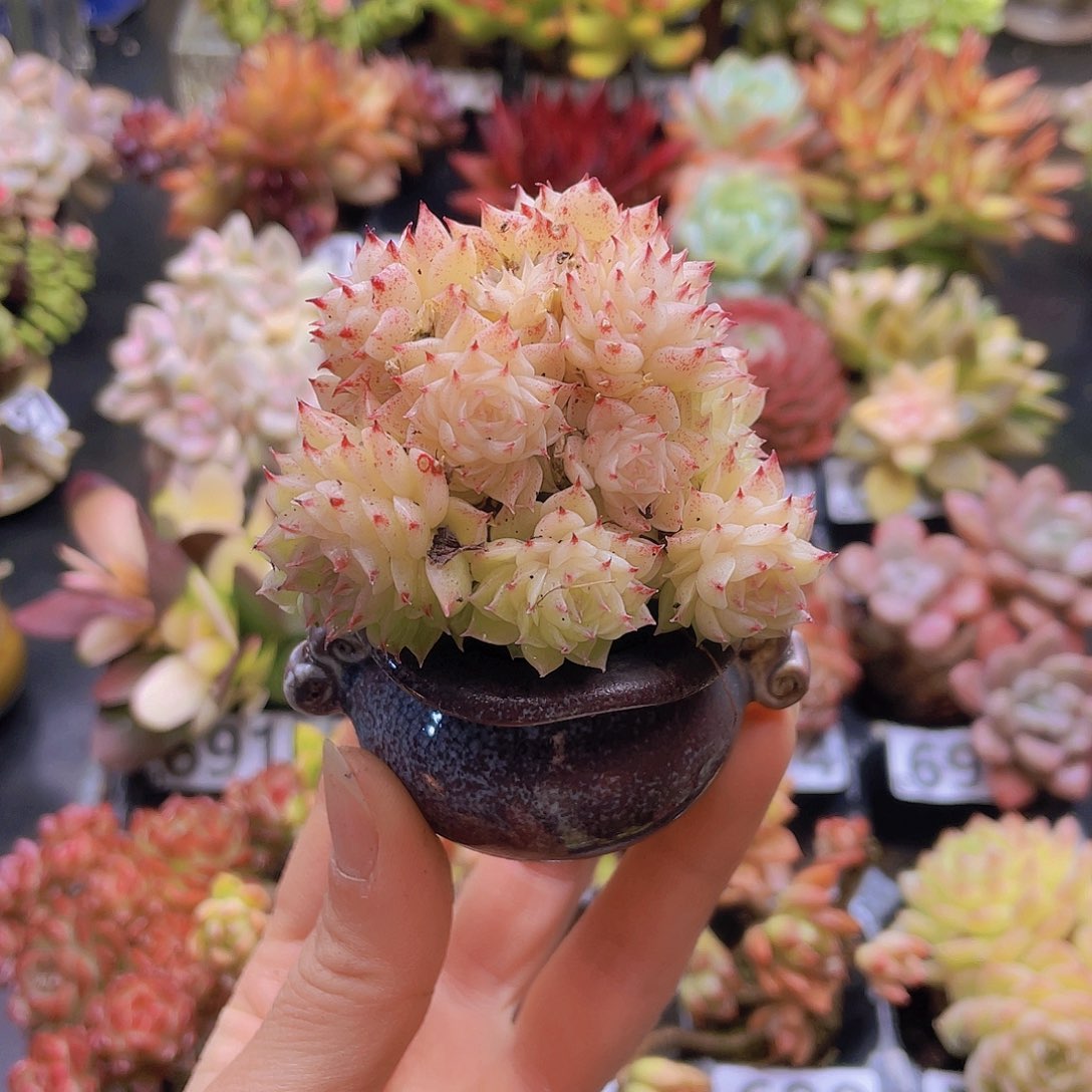 含***z花钱花钱花钱花钱花钱