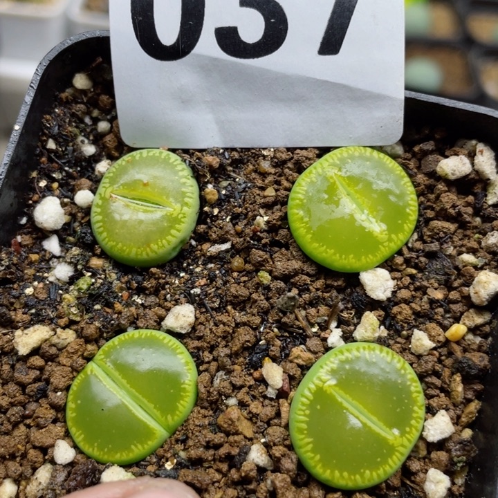 037绿光阳一颗l l l l