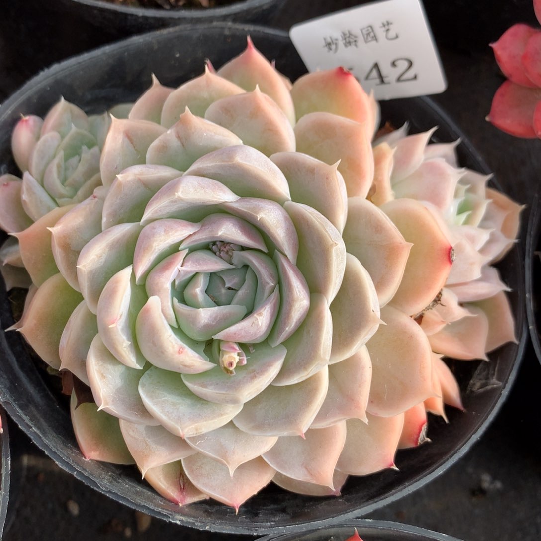 542新年快乐发发发