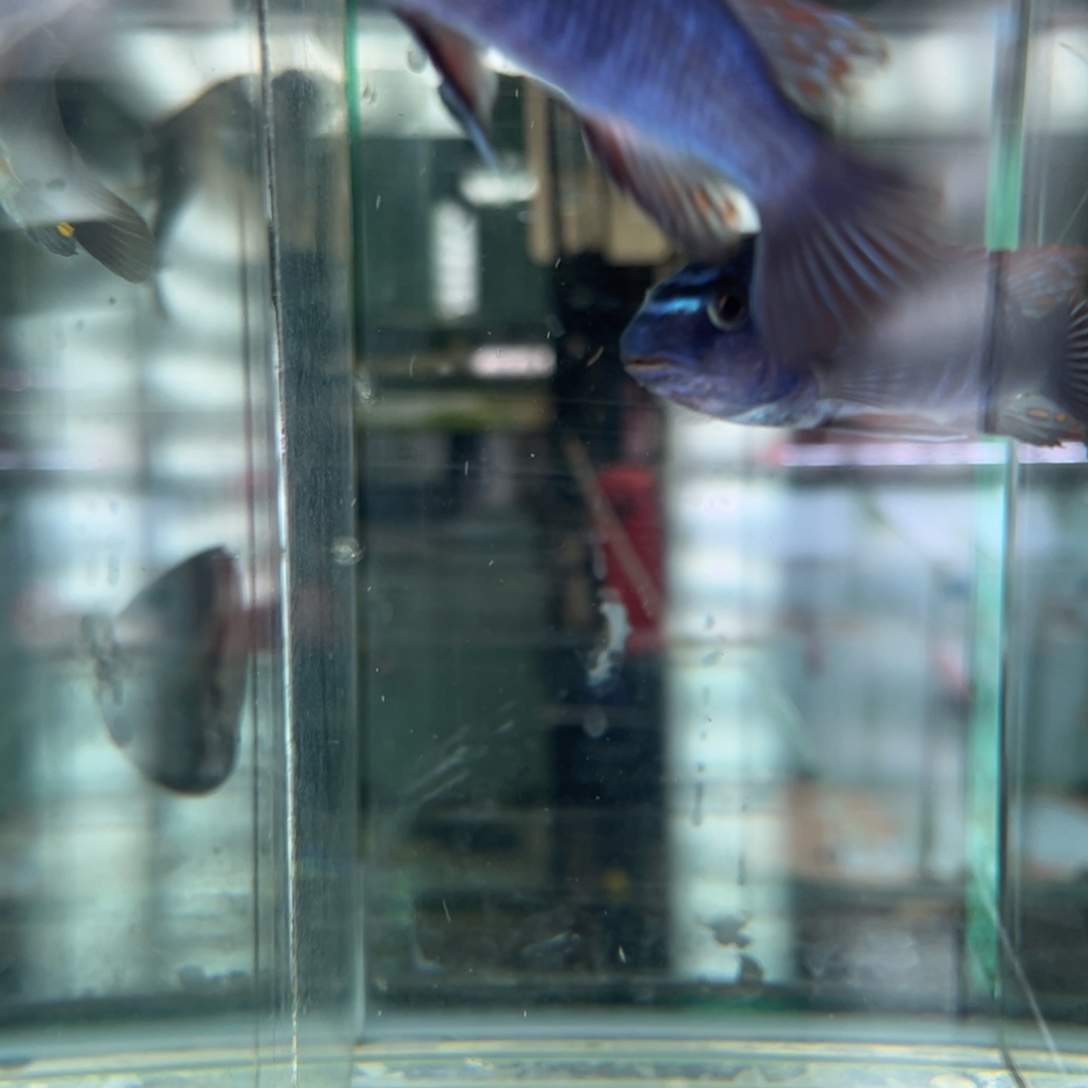 利***导海水鱼松比西原色勾鼻