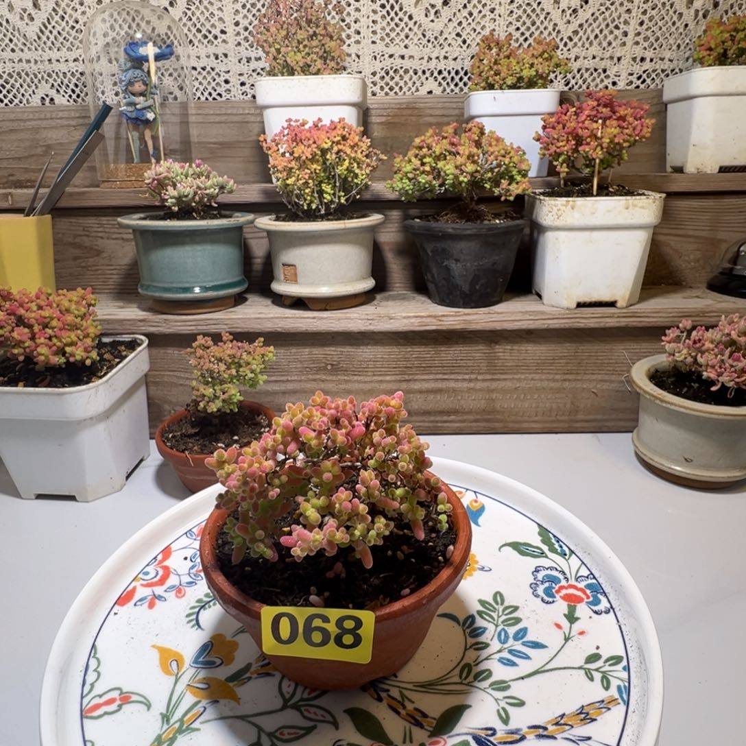 枝干番杏多肉植物068
