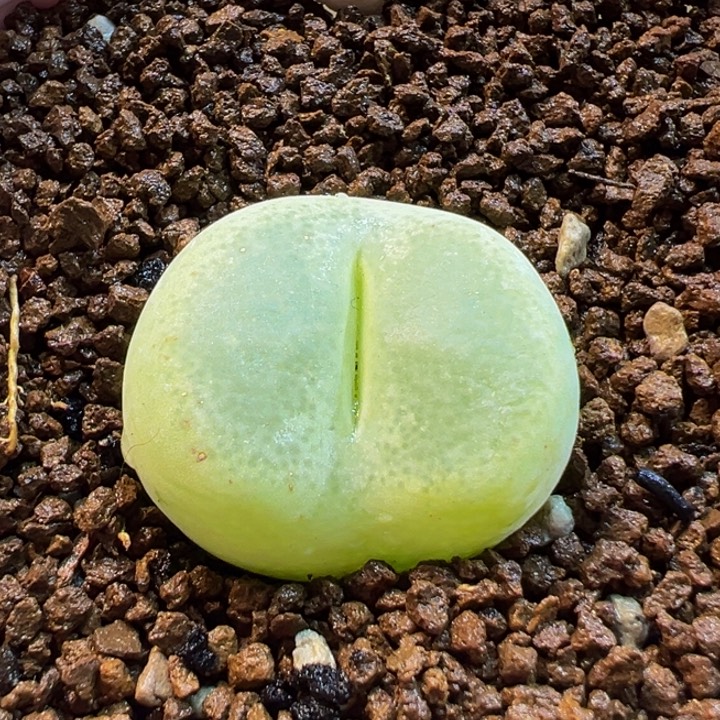 451多肉植物种类多样