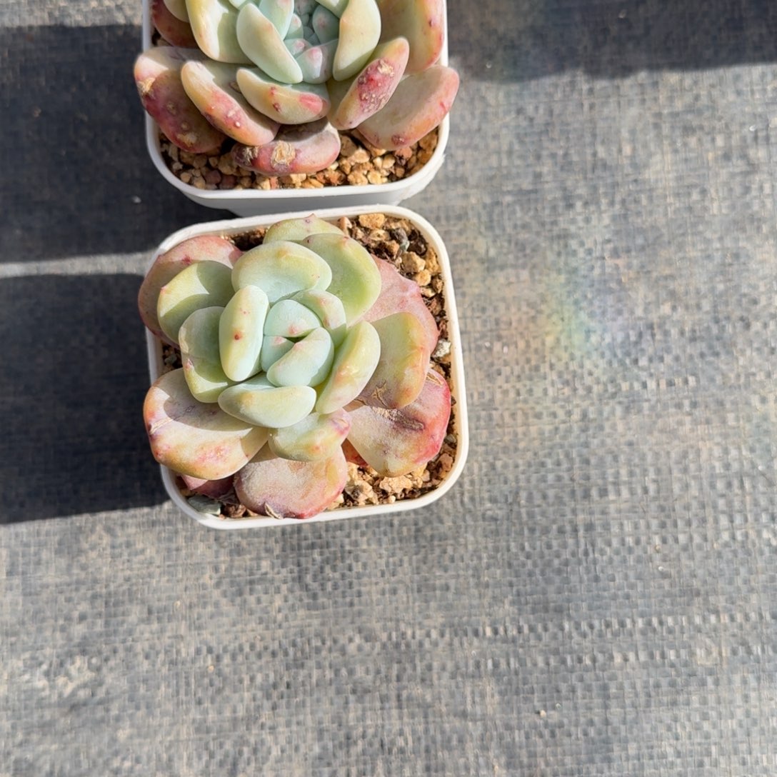 も***丝带盆发货专拍链接