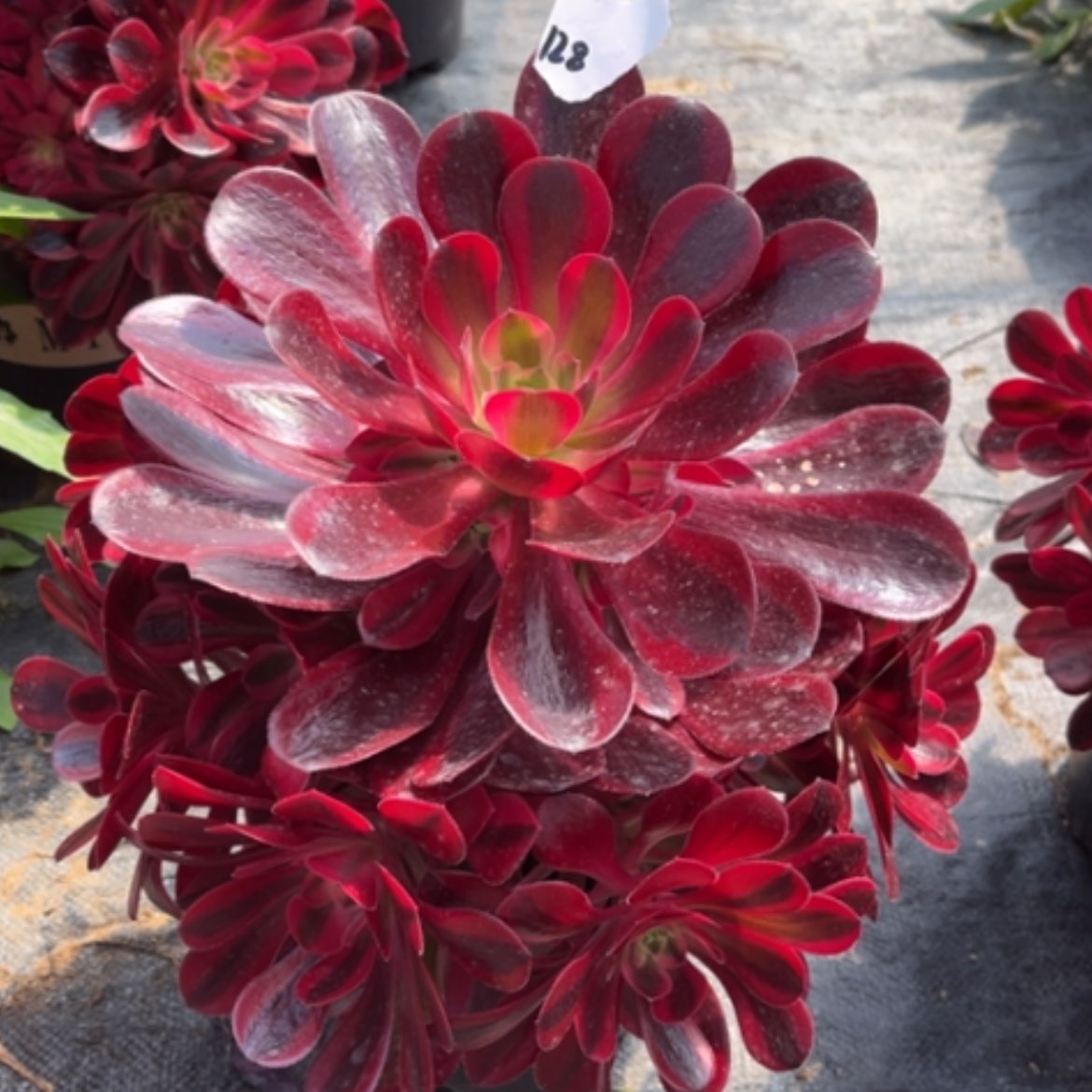 【闪购商品】128美杜莎多肉法师