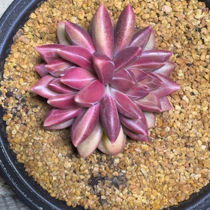 迷雾泡泡 双头 一物一拍