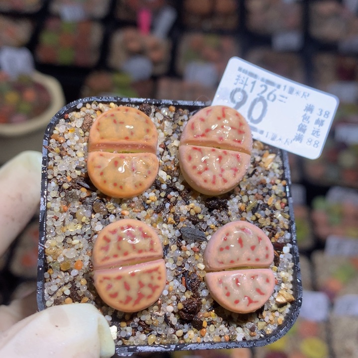 精品生石花126.90