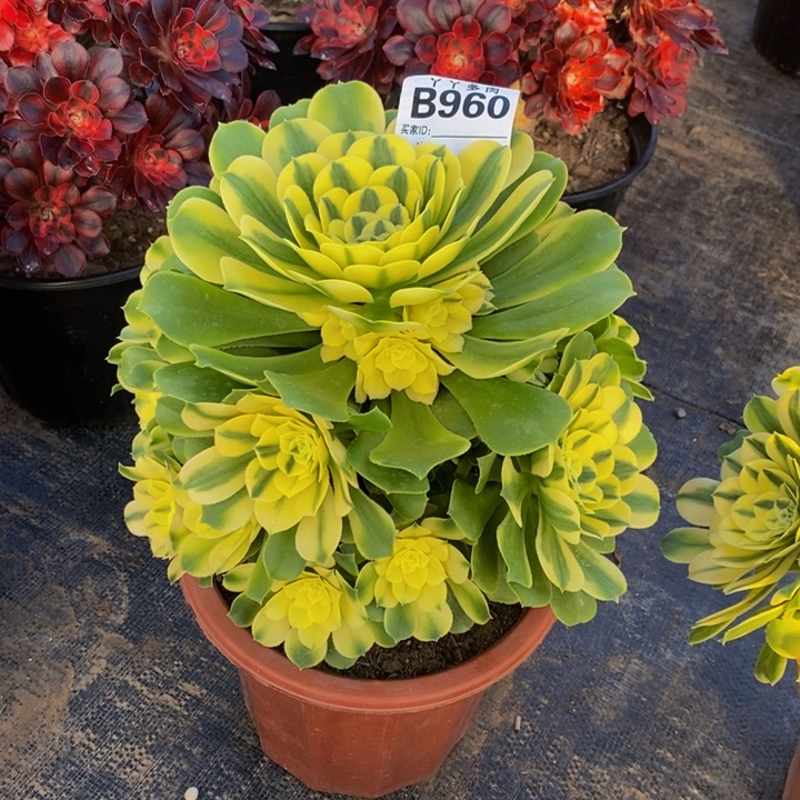 多肉法师辛尼亚960