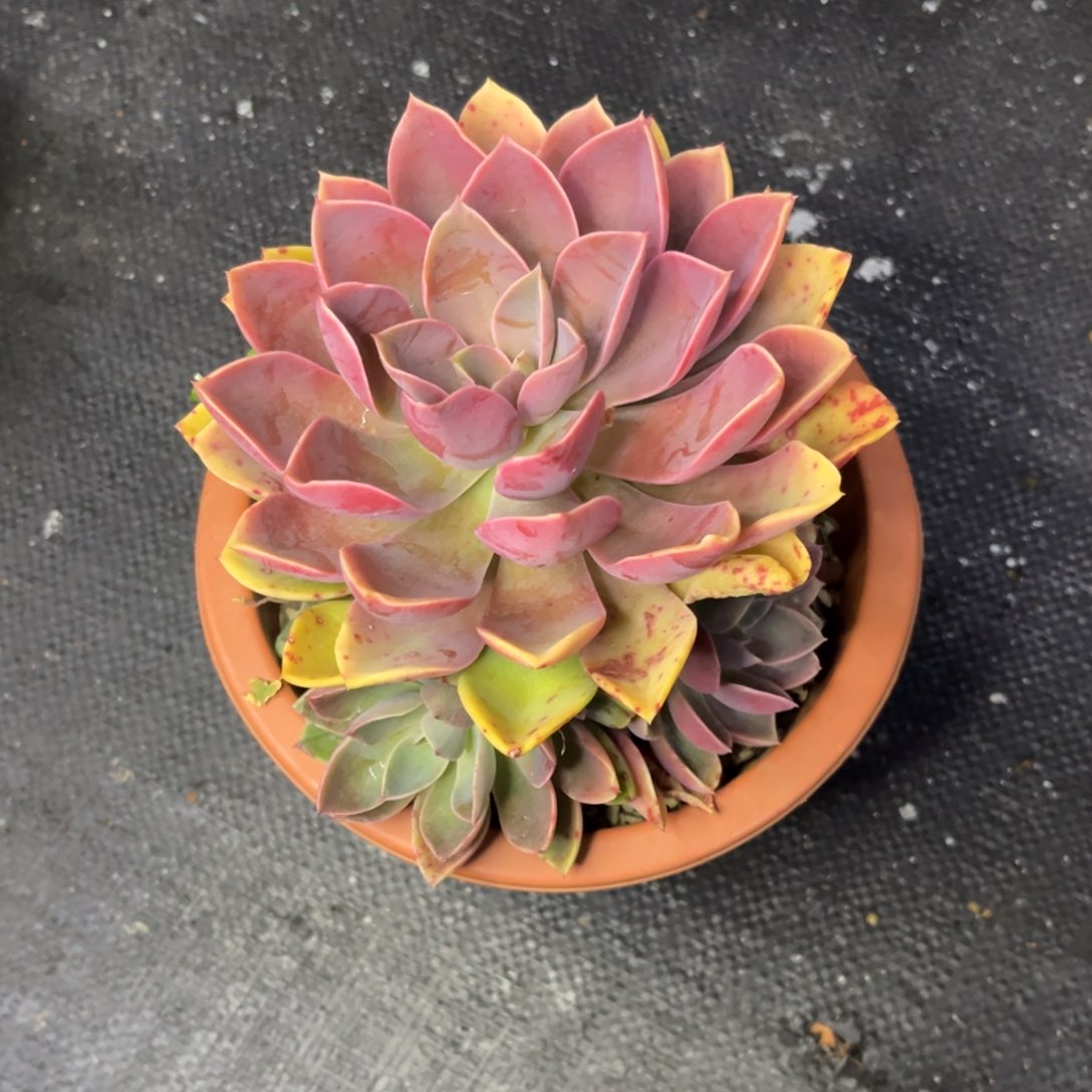 ?*?小雨多肉一物一拍一拍紫气东来zzzz