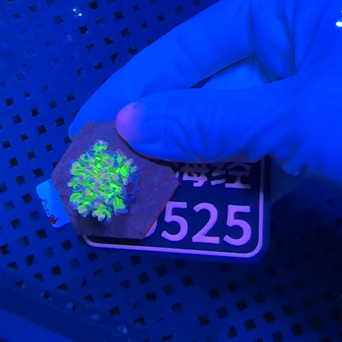 M***丶纽扣珊瑚又又不包邮肉短印尼绿D525