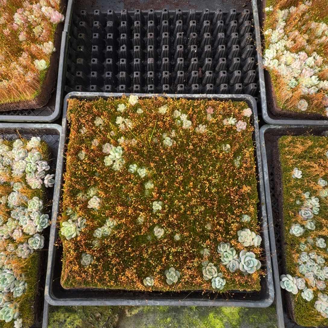 多肉杂交一物一拍2-17