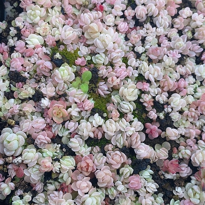 204 多肉植物盆栽花卉植物