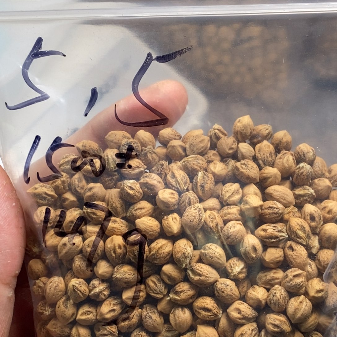 柏香籽/百香籽吊坠十*?