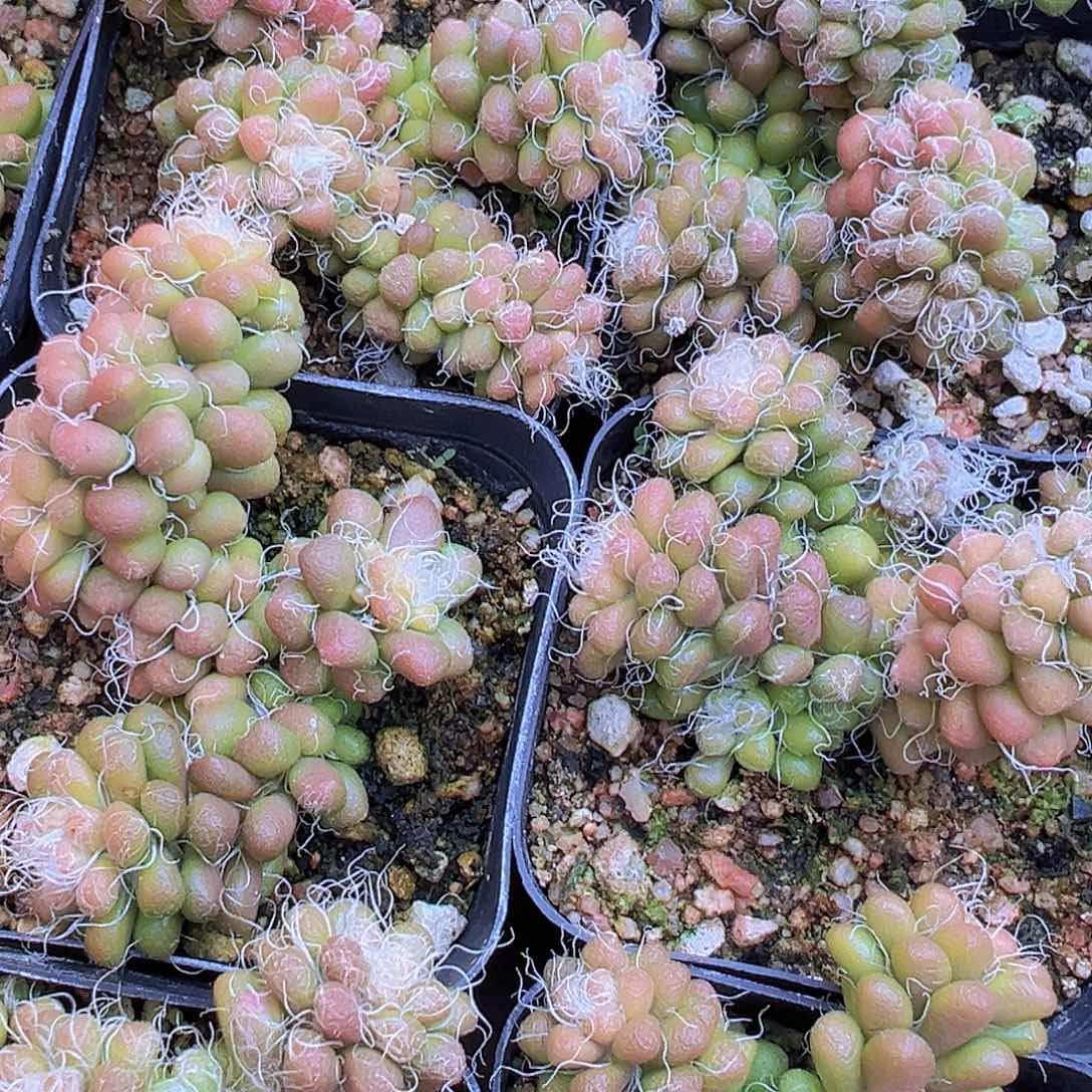 小老头19包邮多肉植物