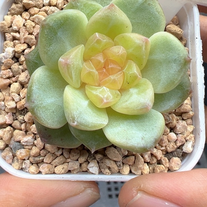 37号风花雪月系列有晒斑