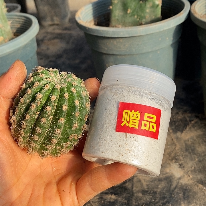 随机彩草侧芽一个送生根粉一瓶